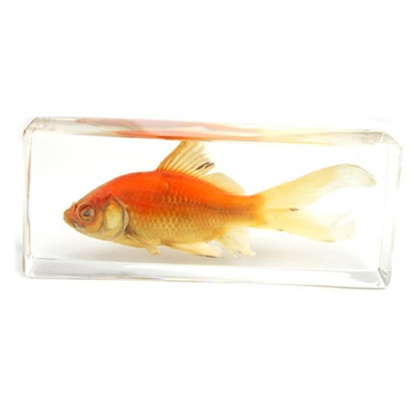 Ed Speldy East ED SPELDY EAST FH304 Paperweight  Fish  Large  Common Goldfish FH304
